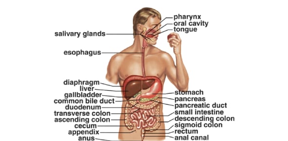 Top Digestive System Flashcards - ProProfs